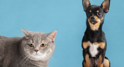 beautiful-pet-portrait-small-dog-cat_23-2149218511