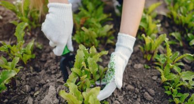beautiful-woman-works-garden-near-house_1157-23422