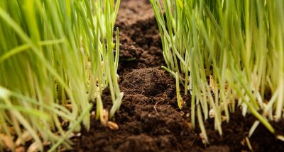 close-up-natural-soil-grass_23-2148858146