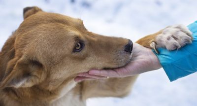 closeup-shot-brown-dog-underneath-snowy-weather-holding-woman-s-hand_181624-24571