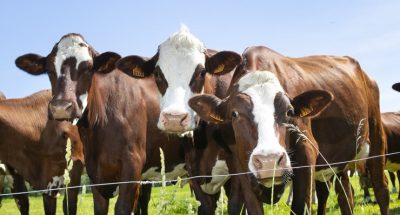 herd-cows-producing-milk-gruyere-cheese-france-spring_181624-44293
