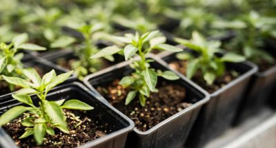 high-angle-plants-black-pots_23-2148269590
