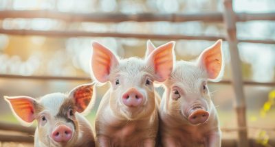 photorealistic-scene-with-pigs-raised-farm-environment_23-2151471200