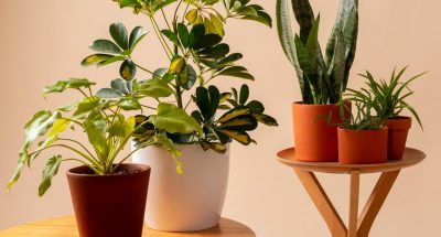 still-life-with-indoor-plants_23-2151024951