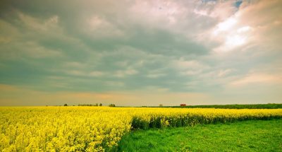 yellow-flowers-growing_1160-455