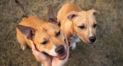 adorable-pitbull-dogs-looking-up_23-2149131453