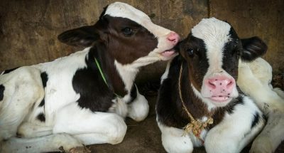 close-up-calves-sitting-shed_1048944-22194083