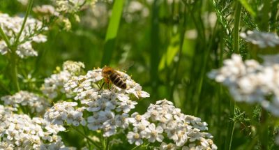 close-up-shot-beautiful-white-flowers-honeybee-sitting-it_181624-30274
