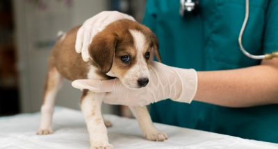 close-up-veterinarian-taking-care-dog_23-2149100176