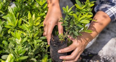 gardening_23-2148020400