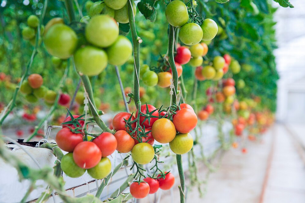 green-yellow-red-tomatoes-hanged-from-their-plants-inside-greenhouse_114579-2741