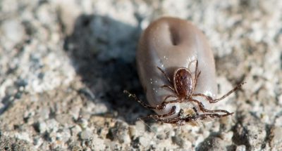 isolated-male-tick-mating-with-female-tick_1048944-8138814