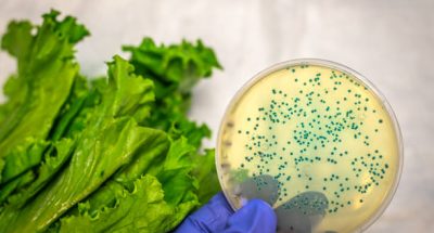 Bacterial culture plate against romaine lettuce