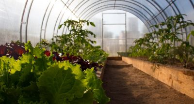 organic-cultivation-lettuce-vegetables-greenhouse-without-chemical-fertilizers_330426-416