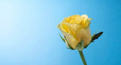 rose-flower-sky_23-2149417216