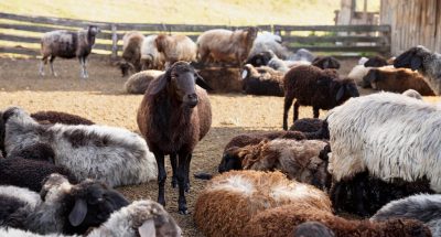 rural-lifestyle-with-sheep_23-2149147886