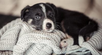 little-cute-puppy-lying-with-sweater_169016-6306