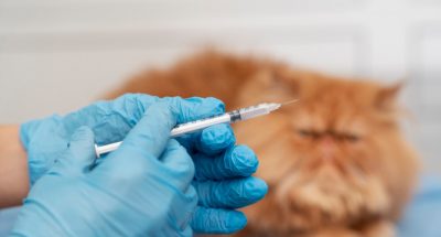 veterinarian-taking-care-pet_23-2149198608