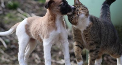view-dog-cat-field_1048944-1181998