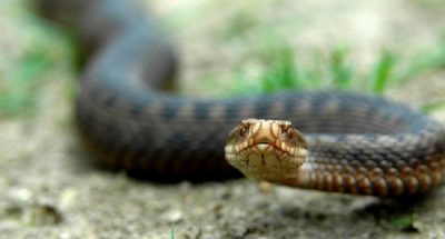 1586260260_vipera_berus_main_naturalist_if_ua