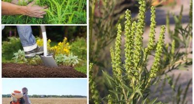 486078374_990268229954515_4149564617444769258_n