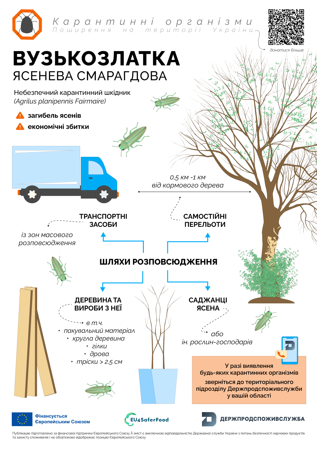 4_вузькозлатка_карантинні організми (3)