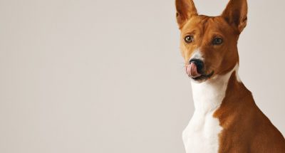 adorable-brown-white-dog-licking-his-nose-close-up-isolated-white_346278-1625