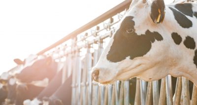 adult-cows-standing-stall-farm_93675-135250 (1)