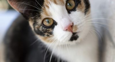 curious-tricolor-cat_181624-44964