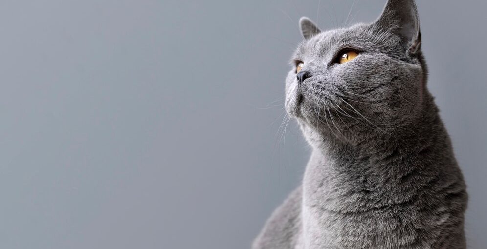 gray-kitty-with-monochrome-wall-her_23-2148955126