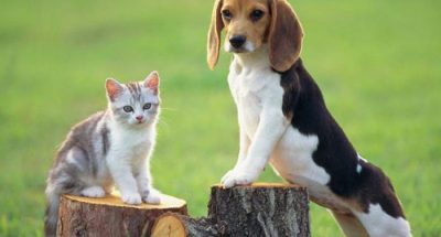 nuzhnyy-razmer-700x460