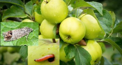 Plodozherka-7-scaled