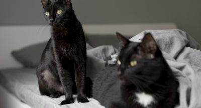 beautiful-cat-portrait-close-up