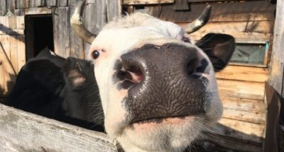 c766e4c81949ef310fa204a95dede237