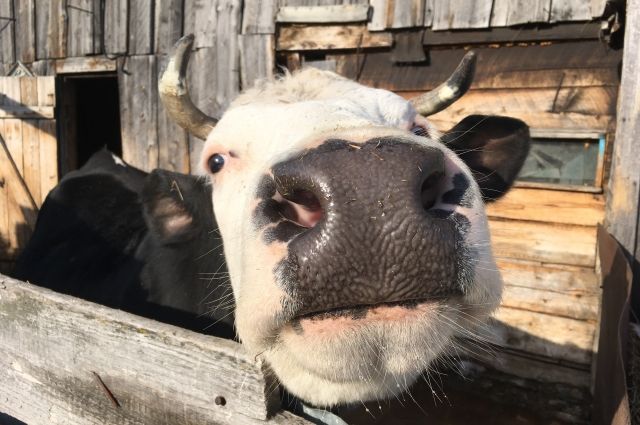 c766e4c81949ef310fa204a95dede237