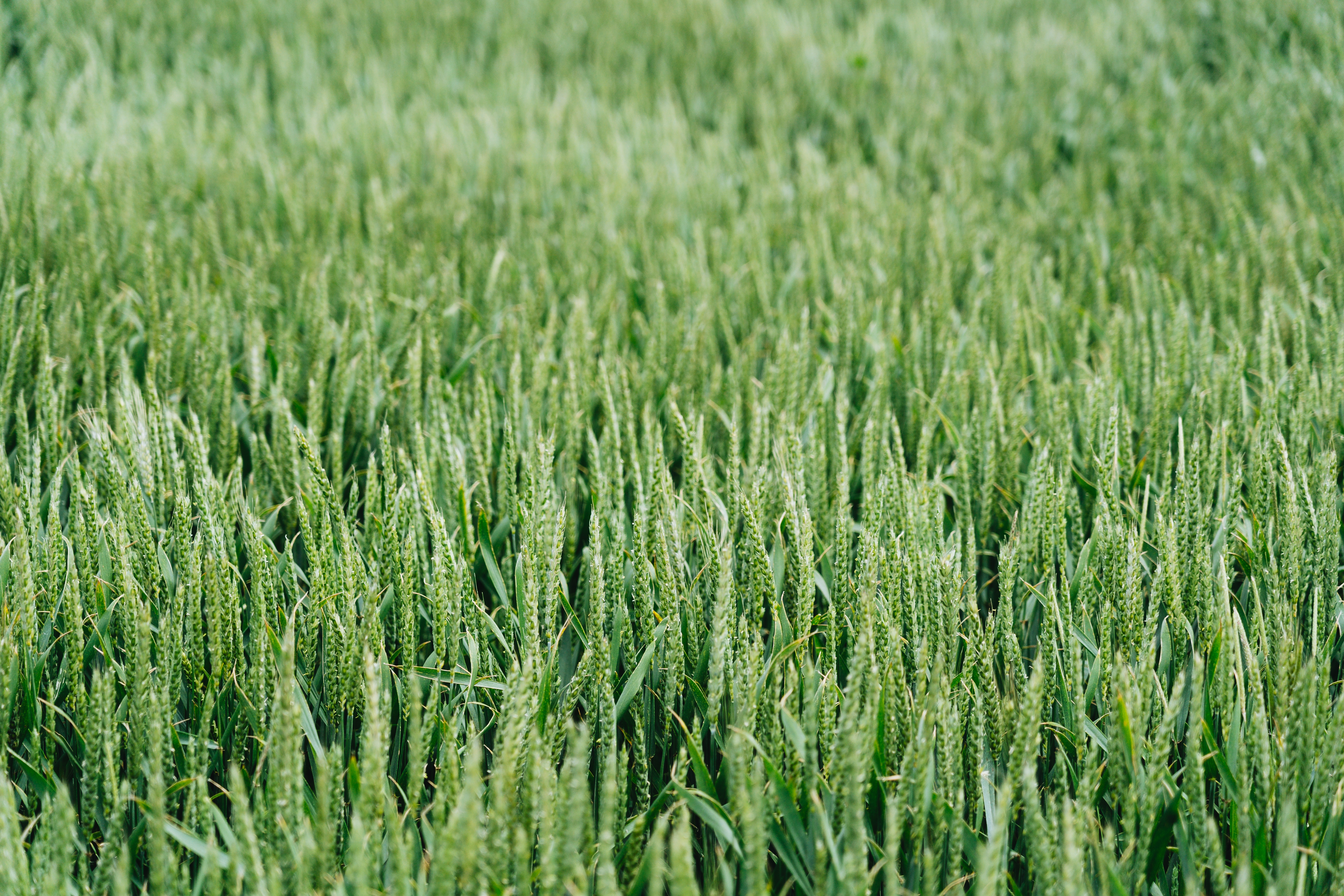 A close shot of a sweetgrass field with a blurred background