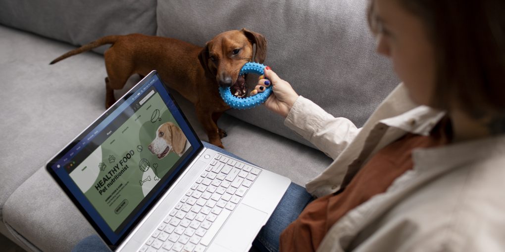 close-up-beautiful-dachshund-dog-with-chewing-toy