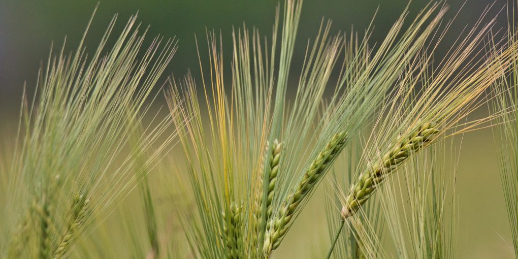 A closeup shot of triticale plants with blurred background  n