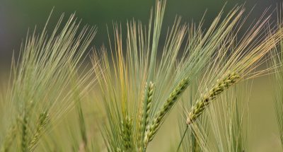A closeup shot of triticale plants with blurred background  n