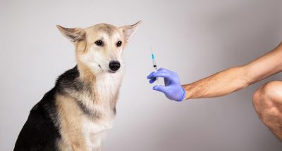 crop-man-hand-purple-gloves-making-vaccination-mongrel-dog-with-syringe-gray-background_157917-2158