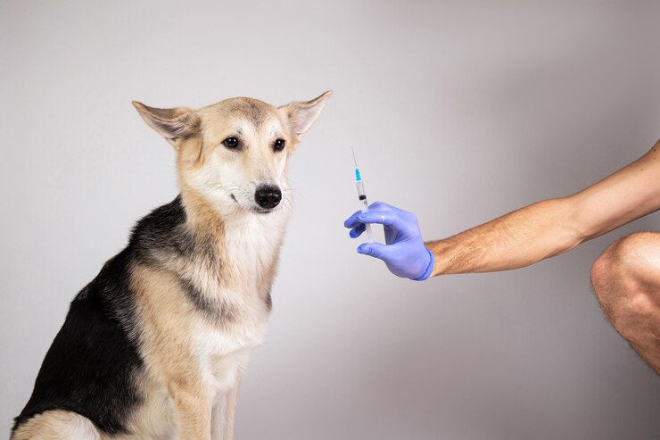 crop-man-hand-purple-gloves-making-vaccination-mongrel-dog-with-syringe-gray-background_157917-2158