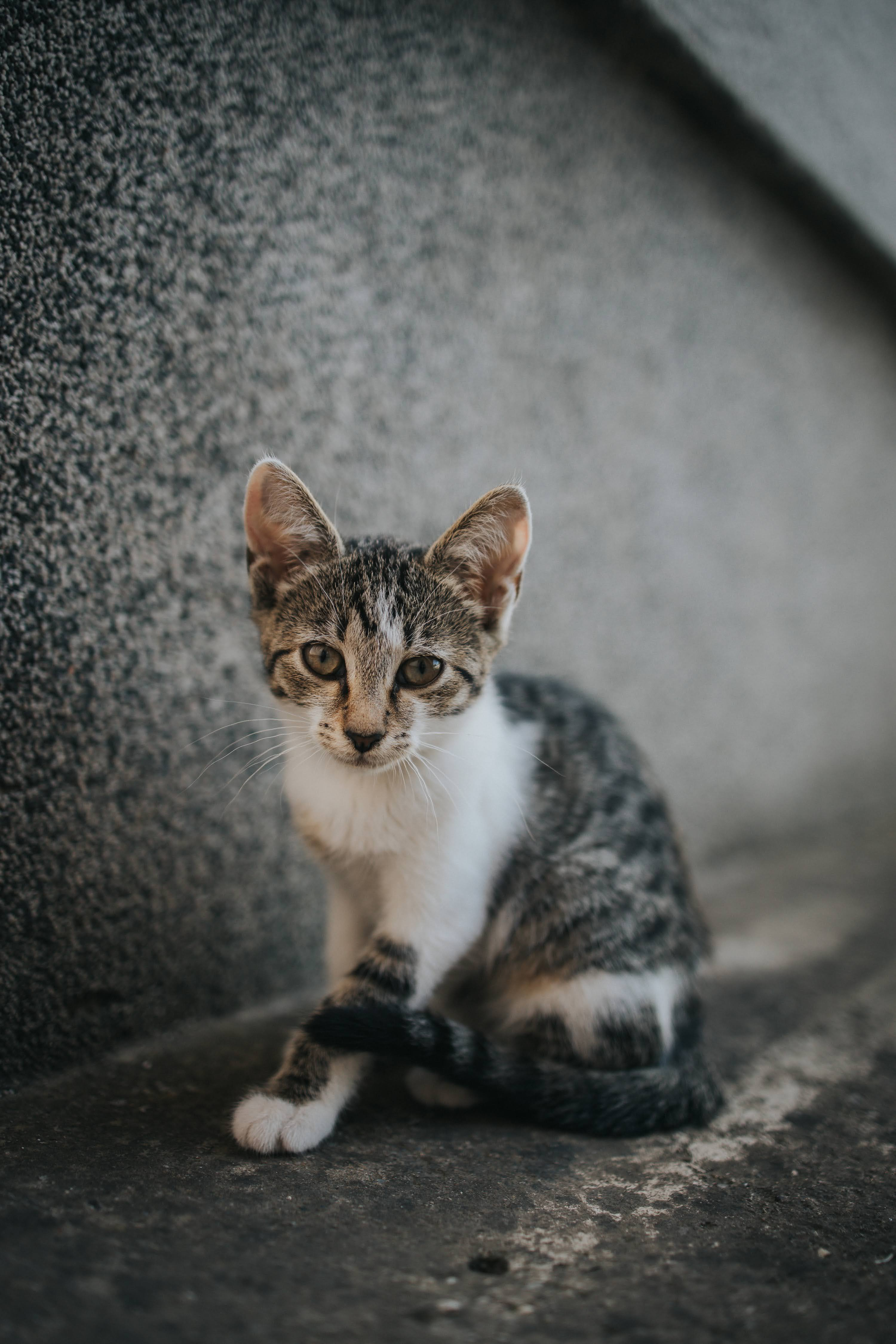 A cute little tabby cat sitting on the ground outdoors