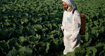 female-gardener-protective-suit-mask-spray-insecticide-chemistry-huge-cabbage-vegetable-plant_185126-350