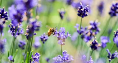 o6kj6ulaymweshyajkgc