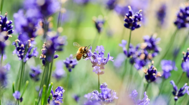 o6kj6ulaymweshyajkgc