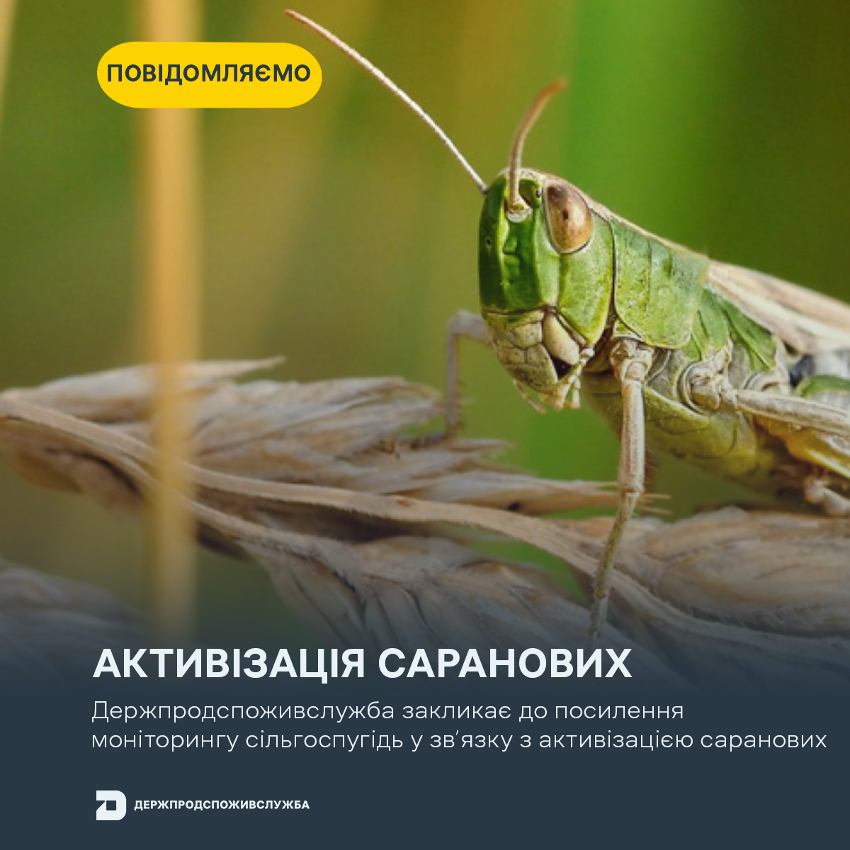 повідомляємо копіяваіавіав