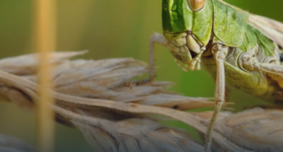 povidomlyayemo-sarana-520x245