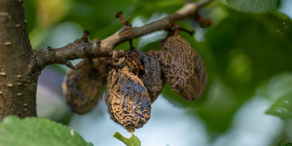 shutterstock_1779483431