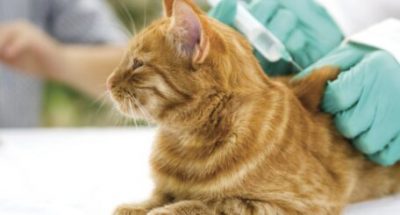 Veterinarian giving injection to a little cat