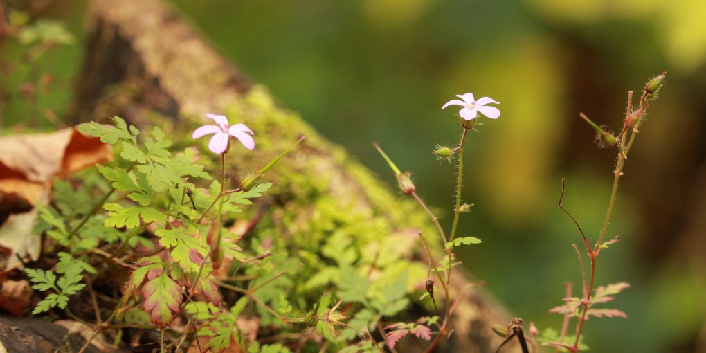 Two white flowers next to each other surrounded by green grass and leaves